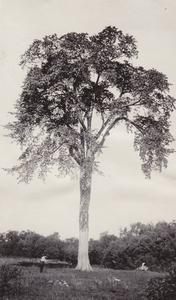 Giant elm