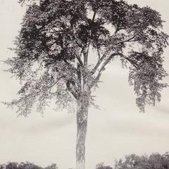 Giant elm