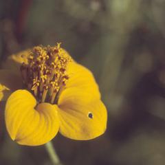 A wild species of marigold (Tagetes)?