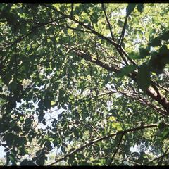 Slippery elm foliage