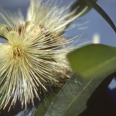 Flower of guava, or a related species, west of Cuilapa (or Jutiapa?)