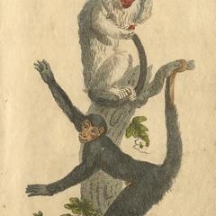 Fair Monkey & Four-Fingered Monkey