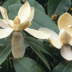 Magnolia iltisiana, Las Joyas. Photo : A. Vázquez