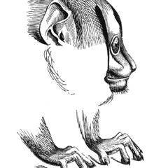 Azara's Night Monkey Print