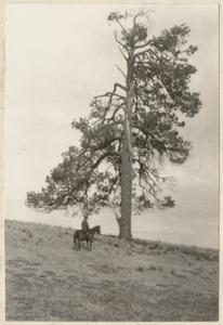Landscape with large tree, Gila Wilderness, New Mexico, probably 1927