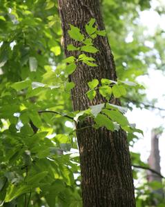 Green ash leafy branch and trunk