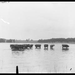 Paddock's Lake camp - cows