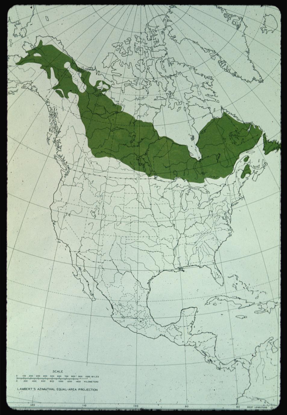 Map of the boreal forests in North America