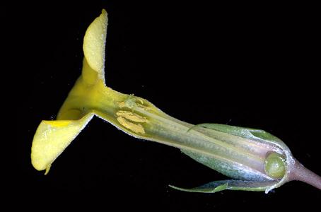 Dissected flower of Primula Kewesis