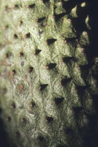 Close-up of a soursop fruit in market, Guatemala City