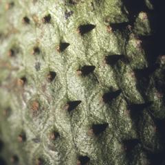 Close-up of a soursop fruit in market, Guatemala City