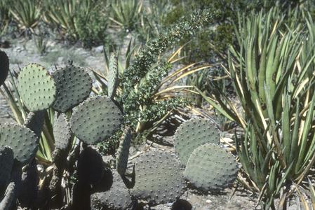 Opuntia and Agave in Chihuahuan desert