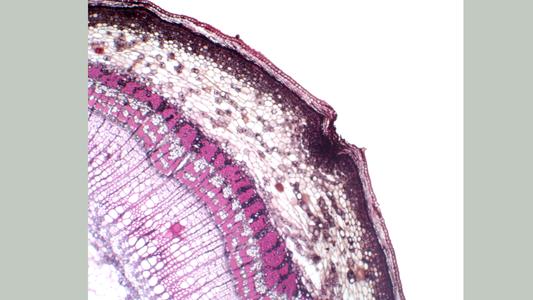 Lenticel in a cross section of a one-year old Tilia stem