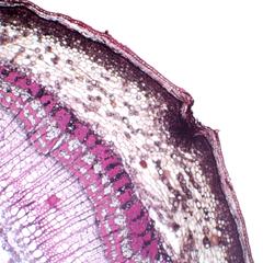 Lenticel in a cross section of a one-year old Tilia stem