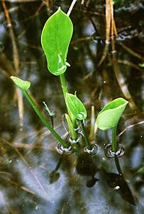 Young leaves of Calla palustris