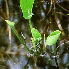 Young leaves of Calla palustris