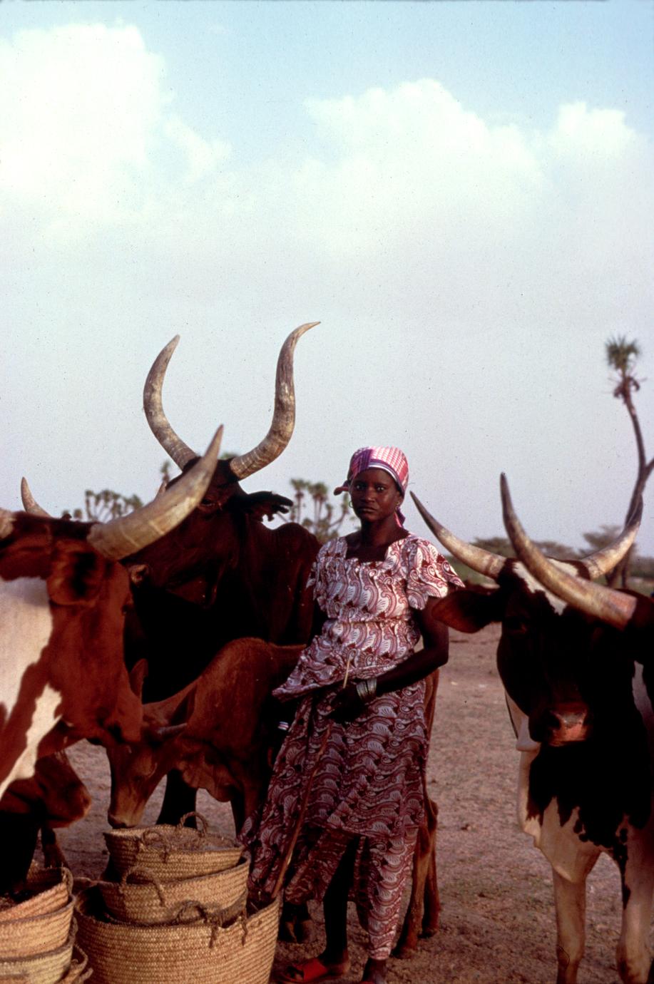 Hausa Woman Taking Baskets of Chaff and Bran to Her Zebu Cattle