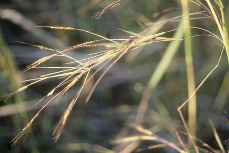 Close-up of Hyparrhenia rufa grass, Santa Rosa National Park