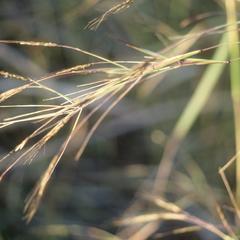 Close-up of Hyparrhenia rufa grass, Santa Rosa National Park