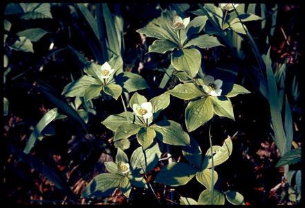 Cornus canadensis in bloom