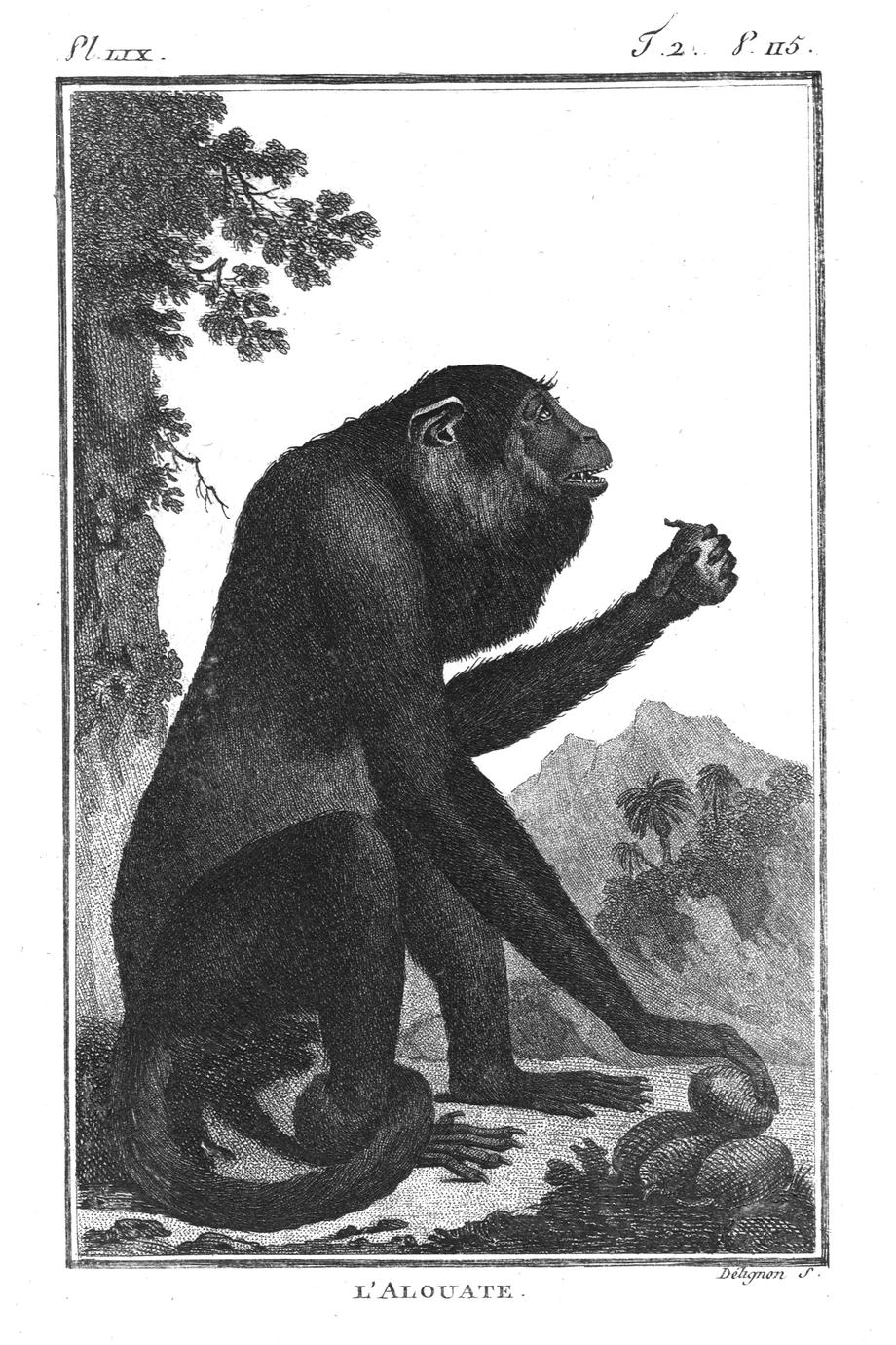 LAlouate (Alouatta-Howler monkey) - UWDC - UW-Madison Libraries