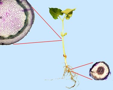 Composite of bean seedling with cross sections of stem and root