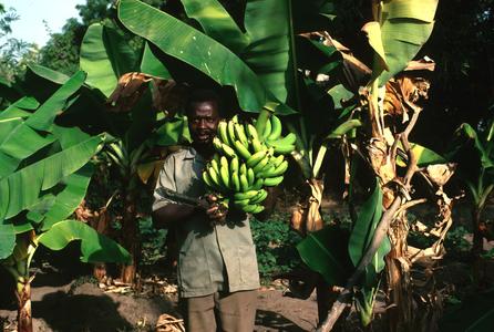 Man Holding Bananas Just Harvested