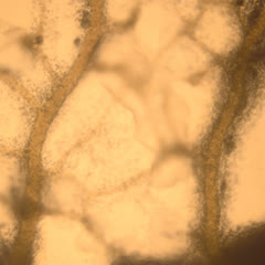 Cytoplasmic steaming of plasmodium of a plasmodial slime mold - 10x objective