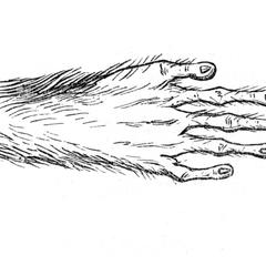 Main antérieure de tarsier