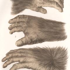 Chimpanzee Hand and Feet Print
