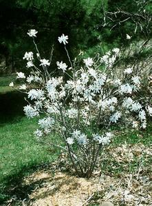 Flowering shrub of Magnolia stellata