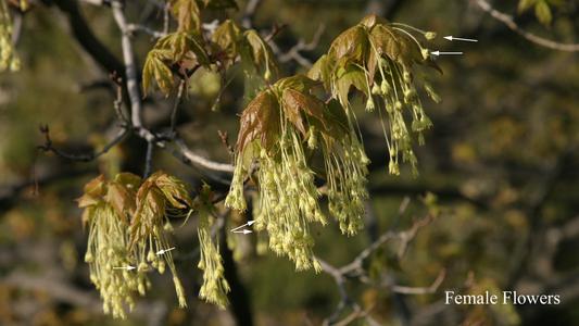 Acer saccharum branch with flowers