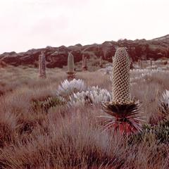 Giant Celia Plant on Mount Kenya