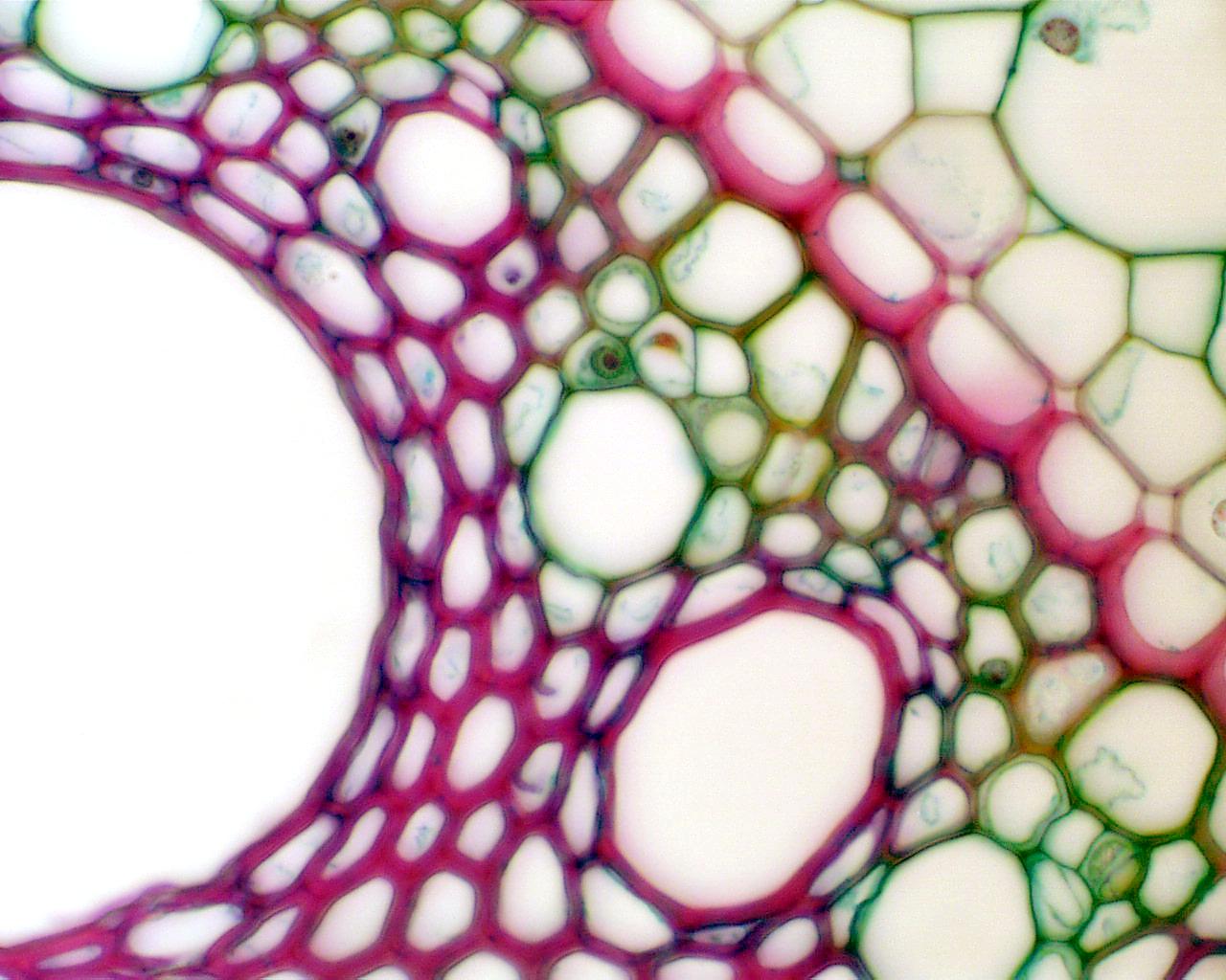 Sieve tube member with companion cell in Zea root cross section