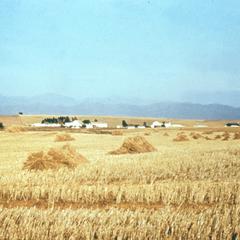 Swartland Wheat Fields