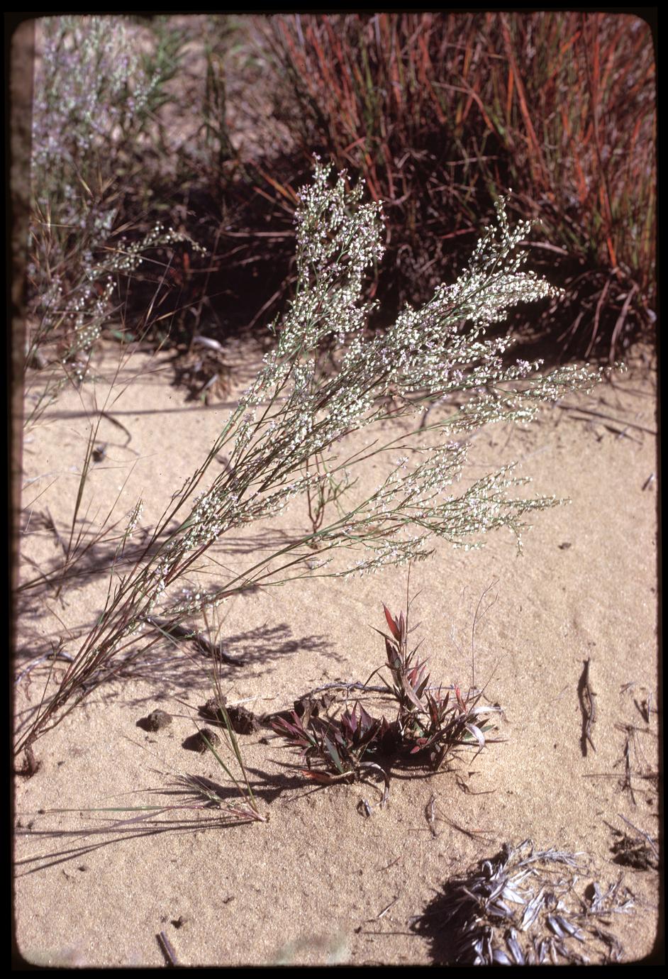 ‎Polygonella articulata sand barren annual; Spring Green Preserve