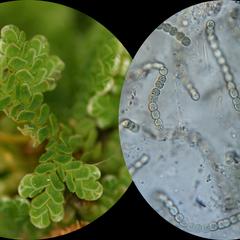Composite of habit of Azolla, and filaments of Anabaena