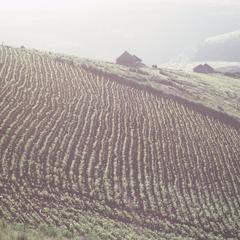 South Africa : scenery : cultivated fields