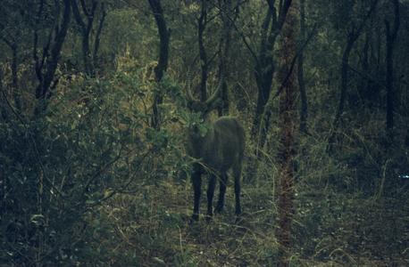 Roan antelope surrounded by trees