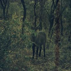 Roan antelope surrounded by trees