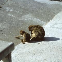 Macaca thibetana