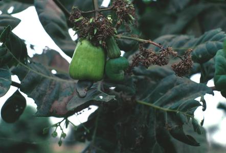 Cashew Peduncle and Nut Developing on Tree