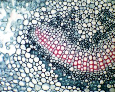 Detail of midrib in cross section of a leaf of Nerium oleander