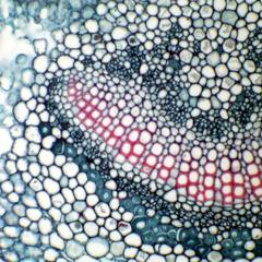 Detail of midrib in cross section of a leaf of Nerium oleander