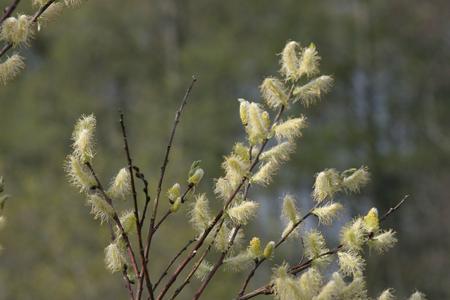 Male willow plant