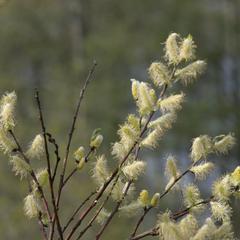 Male willow plant