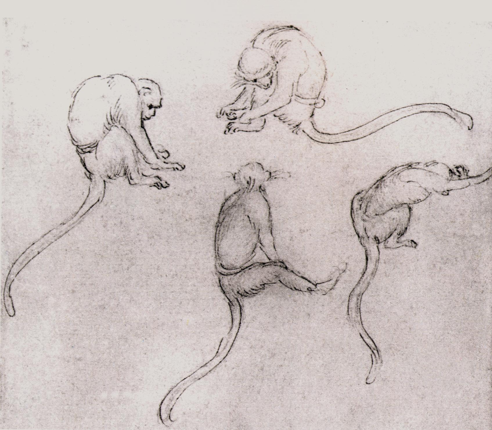 A pencil sketch drawing of a large size monkey, full white body, left to  right angle, children's colouring book on Craiyon