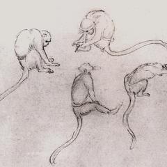 Monkey Drawings