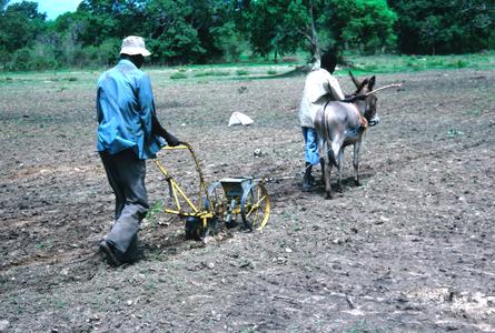 Planting with Super Eco Seeder Pulled by a Donkey