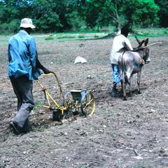 Planting with Super Eco Seeder Pulled by a Donkey